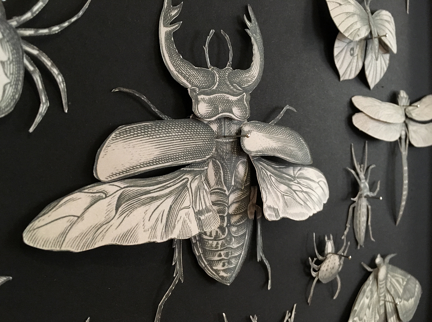 Insectarum Papercut by María Luján - Creative Work