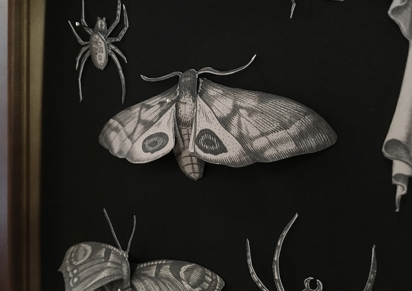Insectarum Papercut by María Luján - Creative Work - $i